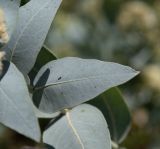 Eucalyptus pruinosa