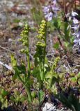 Botrychium lunaria. Верхушки спороносящих вай. Магаданская обл., Ольский р-н, окр. Ольского шоссе, в кустарнике. 13.07.2020.