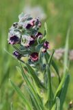 Cynoglossum officinale. Верхушка растения с соцветием. Республика Татарстан, Спасский р-н, окр. пос. Приволжский, левый берег р. Волга. 29.05.2019.