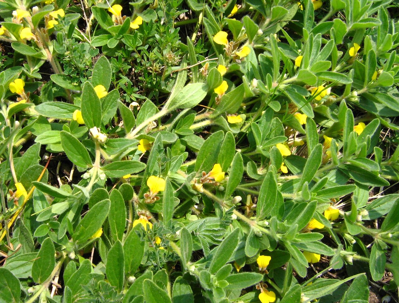 Изображение особи Ajuga salicifolia.