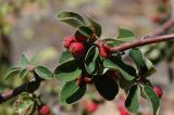 Cotoneaster oliganthus