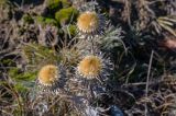 Carlina biebersteinii. Соплодия. Крым, гора Северная Демерджи, степной склон. 30.10.2021.