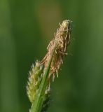 Carex pallescens. Мужское соцветие. Калужская обл., Боровский р-н, окр. дер. Чёлохово, высота 200 м н.у.м, сенокосный луг на старой залежи, в 20 м от смешанного леса. 8 июня 2022 г.