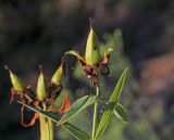 Hypericum ascyron