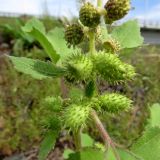 Xanthium strumarium