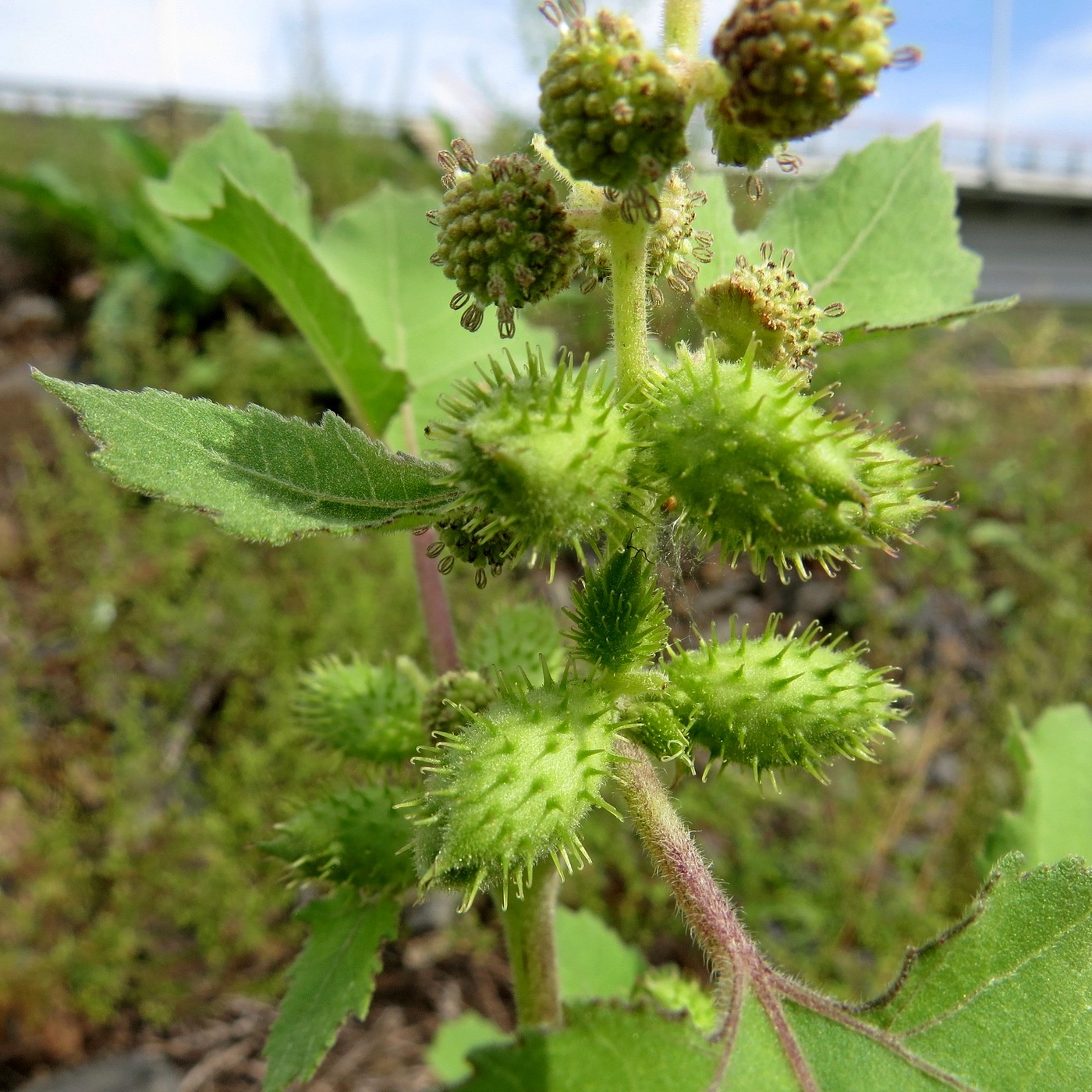 Изображение особи Xanthium strumarium.