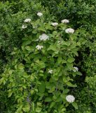 Viburnum lantana. Цветущее растение в сообществе с Carpinus. Дагестан, Сергокалинский р-н, долина р. Кака-Озень, опушка лиственного леса. 04.05.2022.