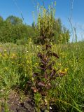 Barbarea stricta. Цветущее и плодоносящее растение. Московская обл., Дмитровский р-н, берег канала им. Москвы, луг, зарастающий после прошлогоднего повреждения стройтехникой. 14.06.2023.