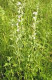 Althaea officinalis