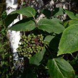 Sambucus sibirica