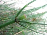 Equisetum ramosissimum. Мутовка с листовыми зубцами. Астраханская обл., Камызякский р-н, у с. Лебяжье. 17.08.2011.