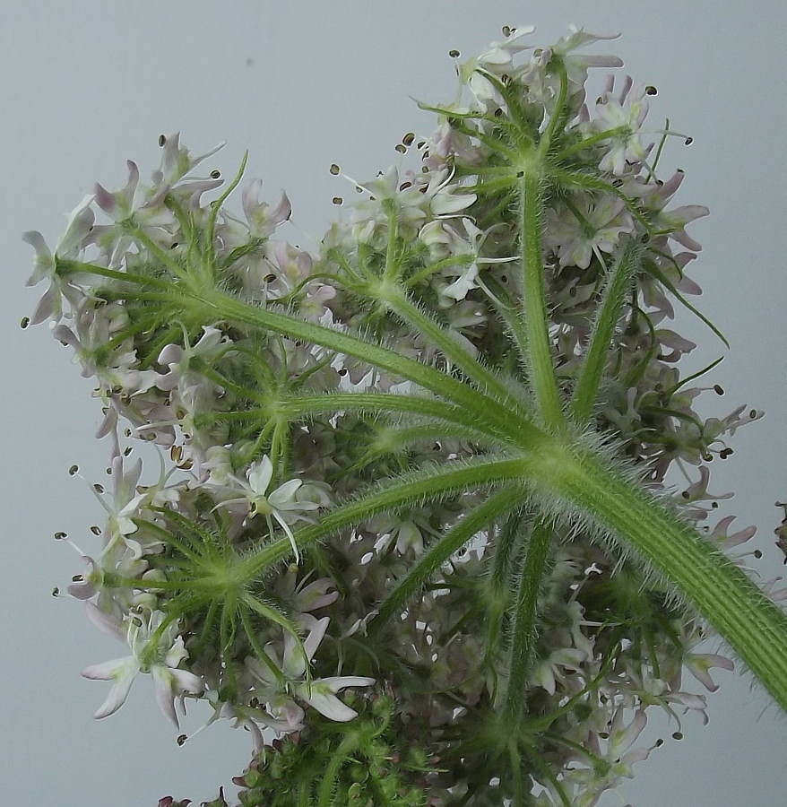 Изображение особи Heracleum sphondylium.