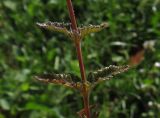 Teucrium подвид pinnatifidum