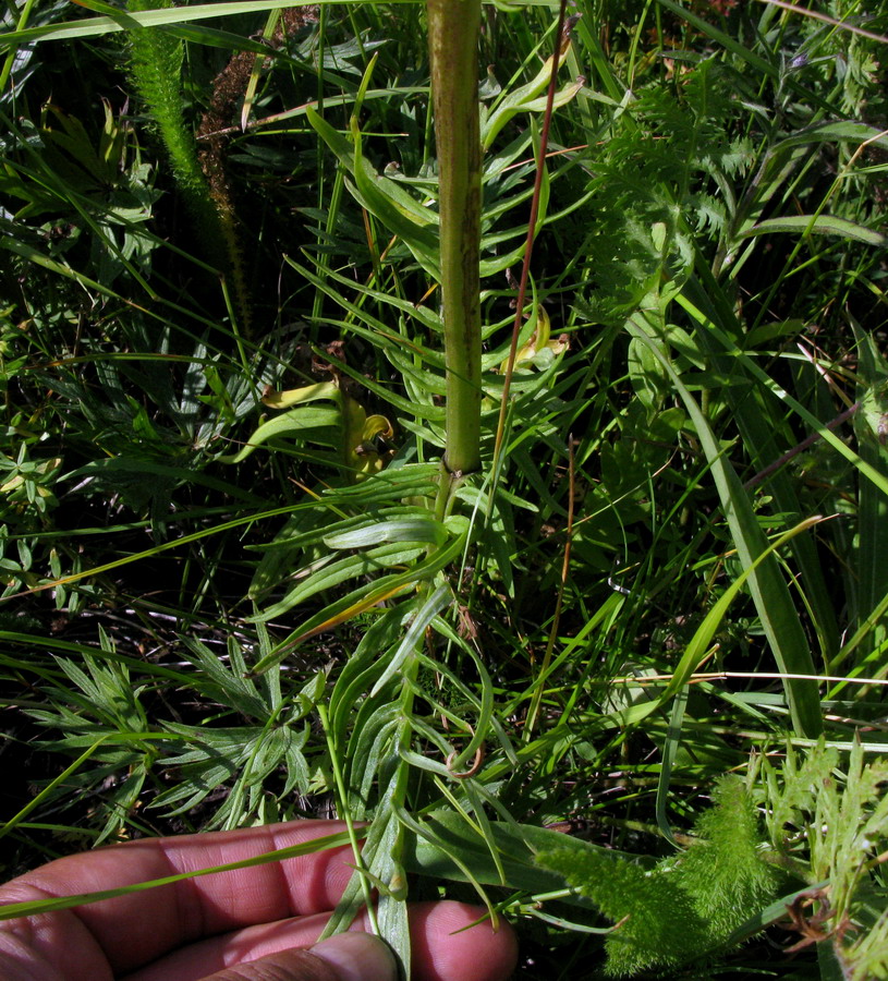 Image of Valeriana rossica specimen.