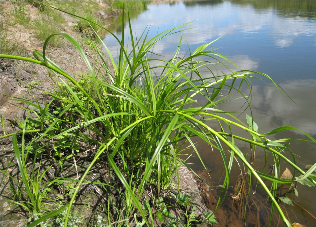 Изображение особи Scirpus radicans.