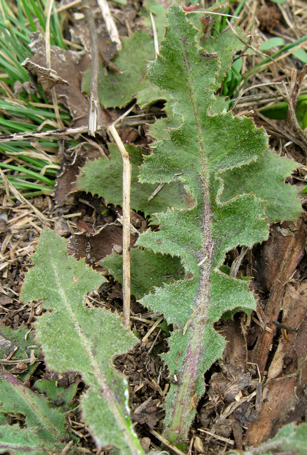 Изображение особи Taraxacum serotinum.