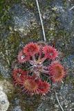 Drosera rotundifolia