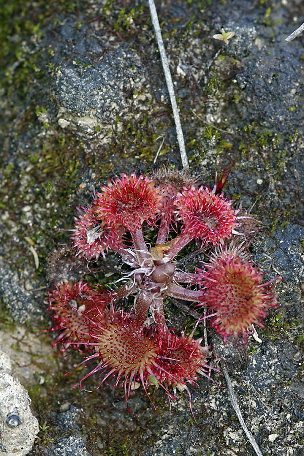 Изображение особи Drosera rotundifolia.