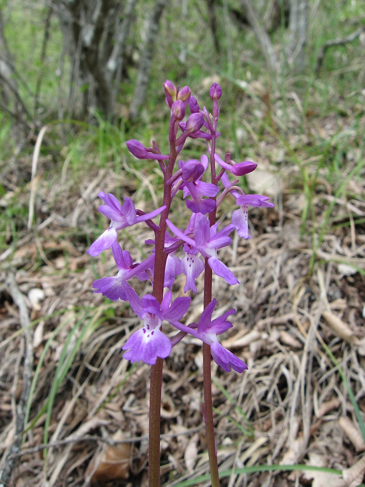 Изображение особи Orchis mascula.