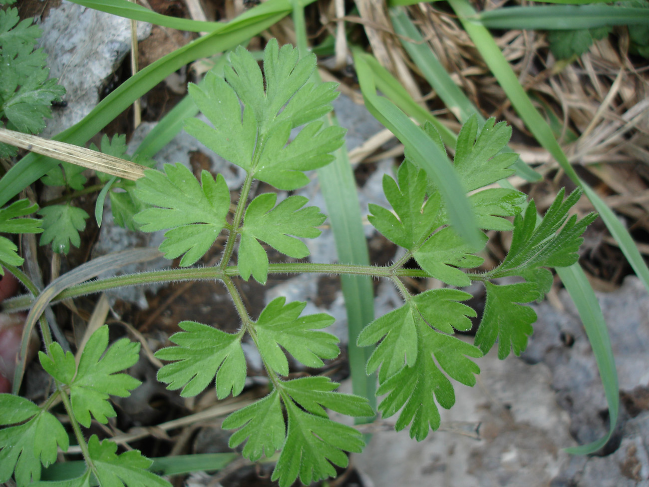 Image of Chaerophyllum temulum specimen.