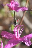 Rhododendron dauricum. Цветок с кормящейся бабочкой-малинницей. Иркутск, сосновый лес близ бывш. военного госпиталя (ул. Карпинская). 19.05.2013.