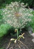 Allium cristophii