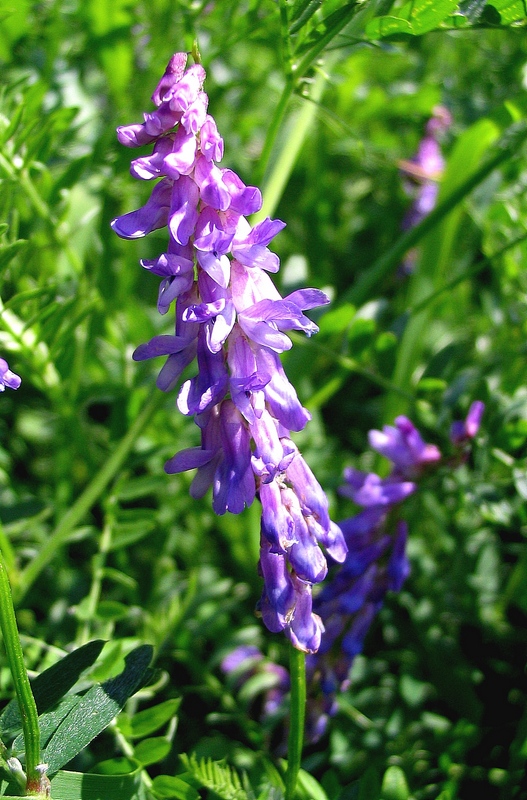 Изображение особи Vicia cracca.