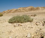 Salsola cyclophylla. Цветущее и плодоносящее растение в мелком широком русле. Израиль, центральная Арава, предгорье. 29.10.2013.