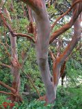 Arbutus andrachne