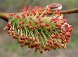 Salix phylicifolia. Мужское соцветие. Архангельская обл., Приморский р-н, близ небольшой дороги. 23.05.2014.