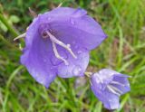 Campanula persicifolia