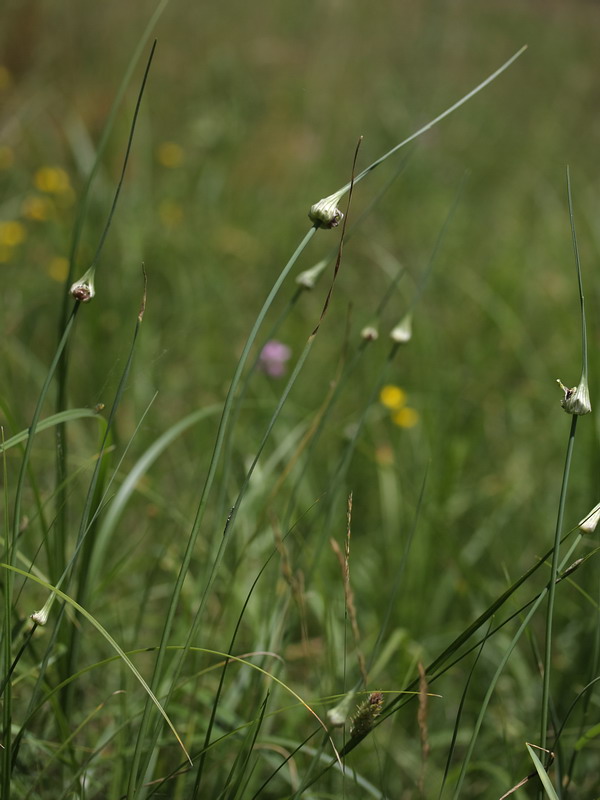 Изображение особи Allium oleraceum.