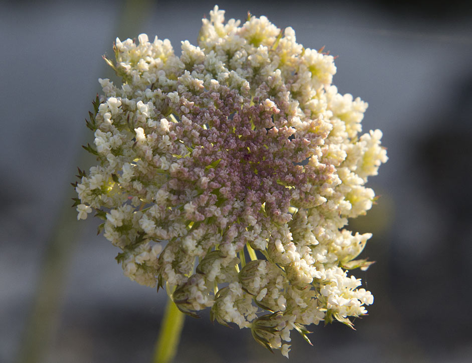 Изображение особи Daucus carota.