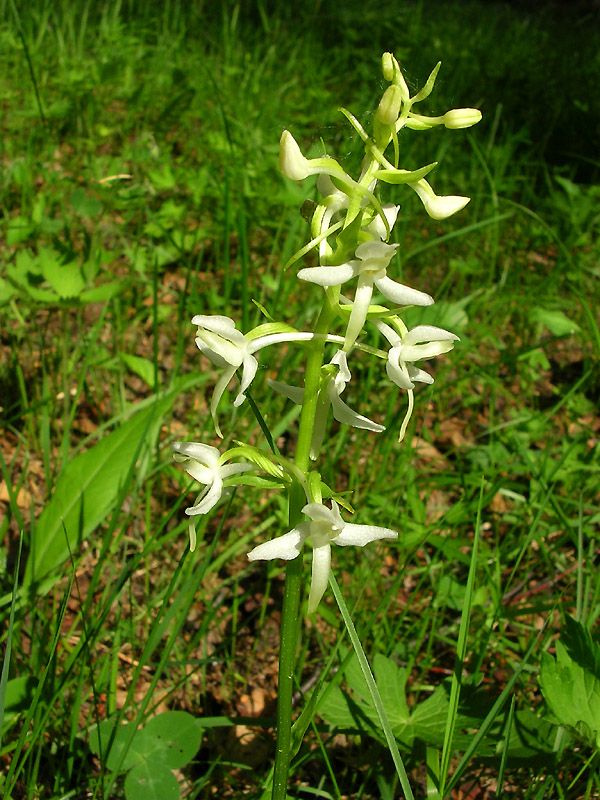 Изображение особи Platanthera bifolia.