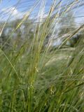 Stipa lessingiana