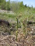 Eriophorum angustifolium