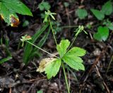 Sanicula rubriflora. Верхушка побега с отцветшими соцветиями. Приморье, Ольгинский р-н, долина р. Милоградовка, смешанный лес. 21.08.2015.