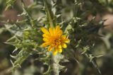 Scolymus hispanicus