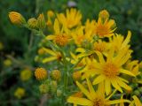 Senecio jacobaea. Побеги с раскрывшимися и не раскрывшимися соцветиями. Краснодарский край, г. Новороссийск, водосборная зона Суджукской лагуны. 30.06.2016.