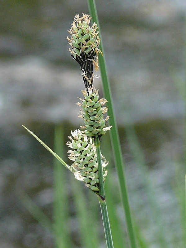 Изображение особи Carex adelostoma.