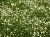 Erigeron annuus