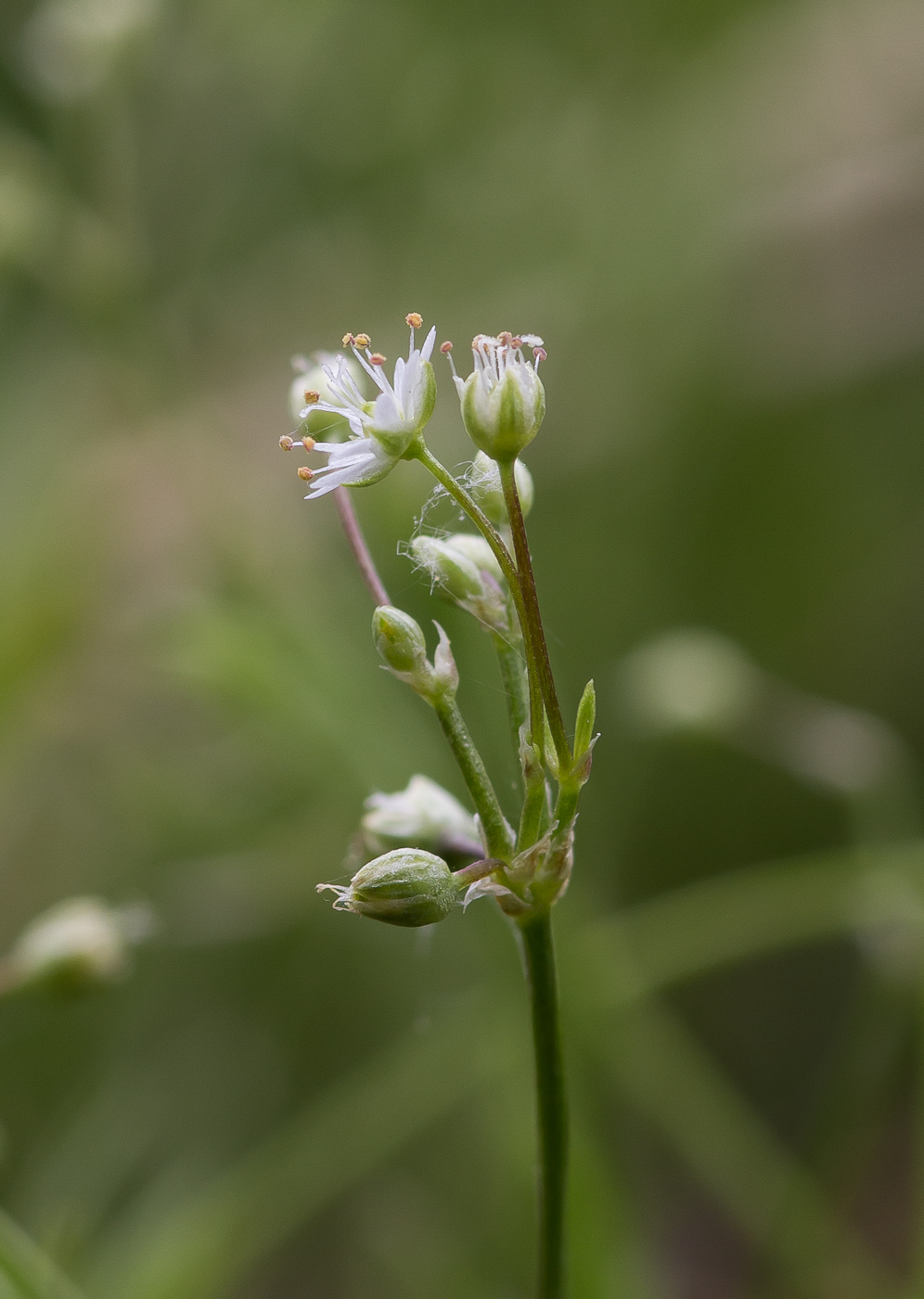 Изображение особи род Stellaria.