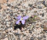 Matthiola fruticulosa разновидность bolleana. Цветущее растение у заброшенной дороги. Испания, автономное сообщество Канарские острова, остров Фуэртевентура, провинция Лас Пальмас, муниципалитет Ла Олива, северные окр. пос. Эль Котильо, восточнее пояса дюн. 13.03.2016.