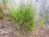 Carex echinata