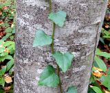 Hedera colchica