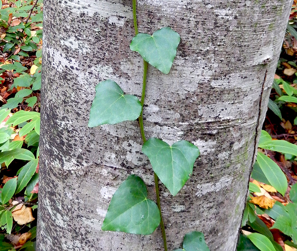 Изображение особи Hedera colchica.