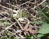 Corydalis angustifolia. Цветущее растение. Армения, Котайская обл., окр. монастыря Гегард. 27.04.2017.