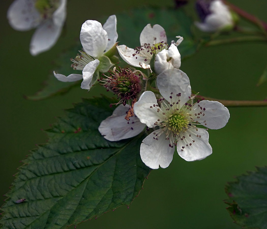 Изображение особи Rubus nessensis.