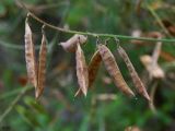 Vicia villosa