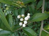 Cestrum nocturnum